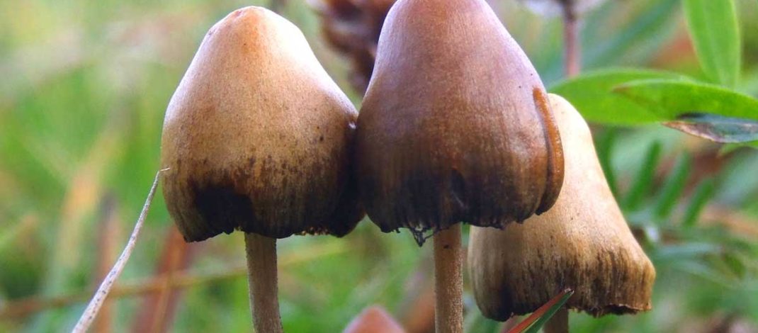 Psilocybin dan Cara Kerjanya di Otak