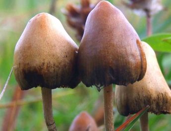 Psilocybin dan Cara Kerjanya di Otak