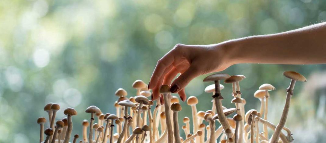 Efek Psilocybin dan Alasan Penggunaan Psilocybin (Seri 2)