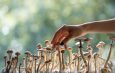 Efek Psilocybin dan Alasan Penggunaan Psilocybin (Seri 2)