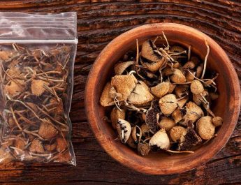 Psilocybin dan Adiksi (Seri 3)