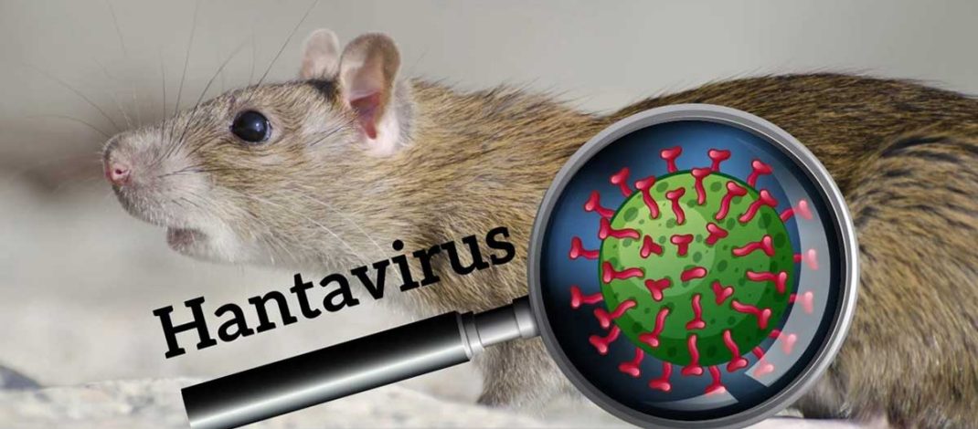 Hantavirus