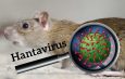 Hantavirus