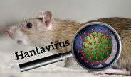 Hantavirus