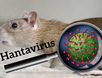 Hantavirus